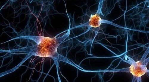 exercise and brain health neurons